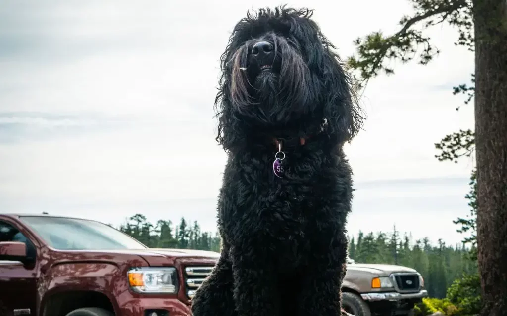 5 Things To Think About When Letting Your Dog Ride in a Truck Topper