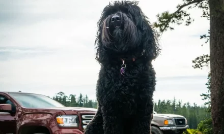 5 Things To Think About When Letting Your Dog Ride in a Truck Topper